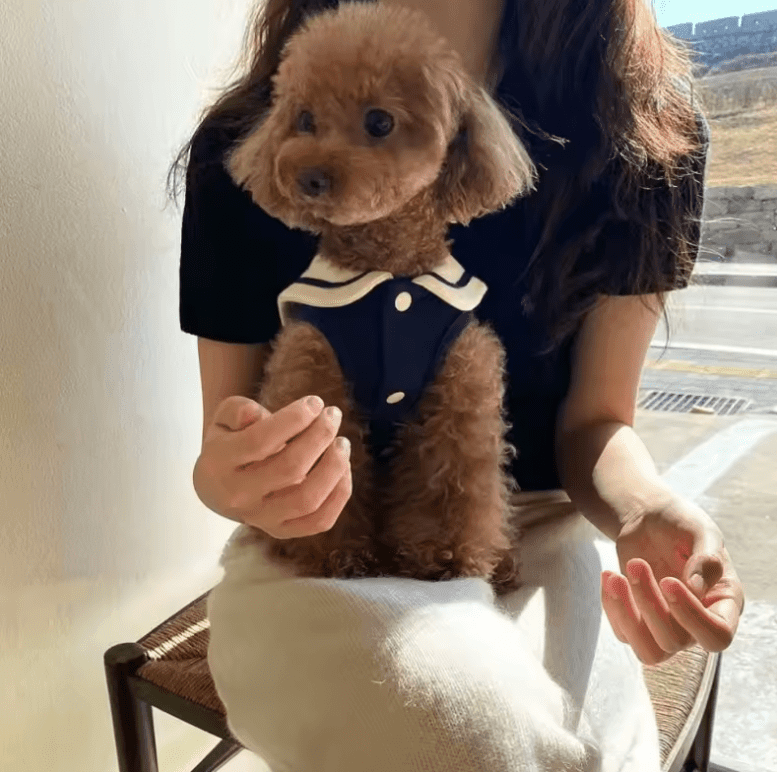 Cute Stripe Polo Shirt for Small & Medium Dogs – Comfortable Puppy Sweatshirt Vest T-Shirt – Stylish Pet Clothes for Everyday Wear