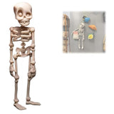 Poseable Skull Fridge Magnet for Quirky Kitchen Decor