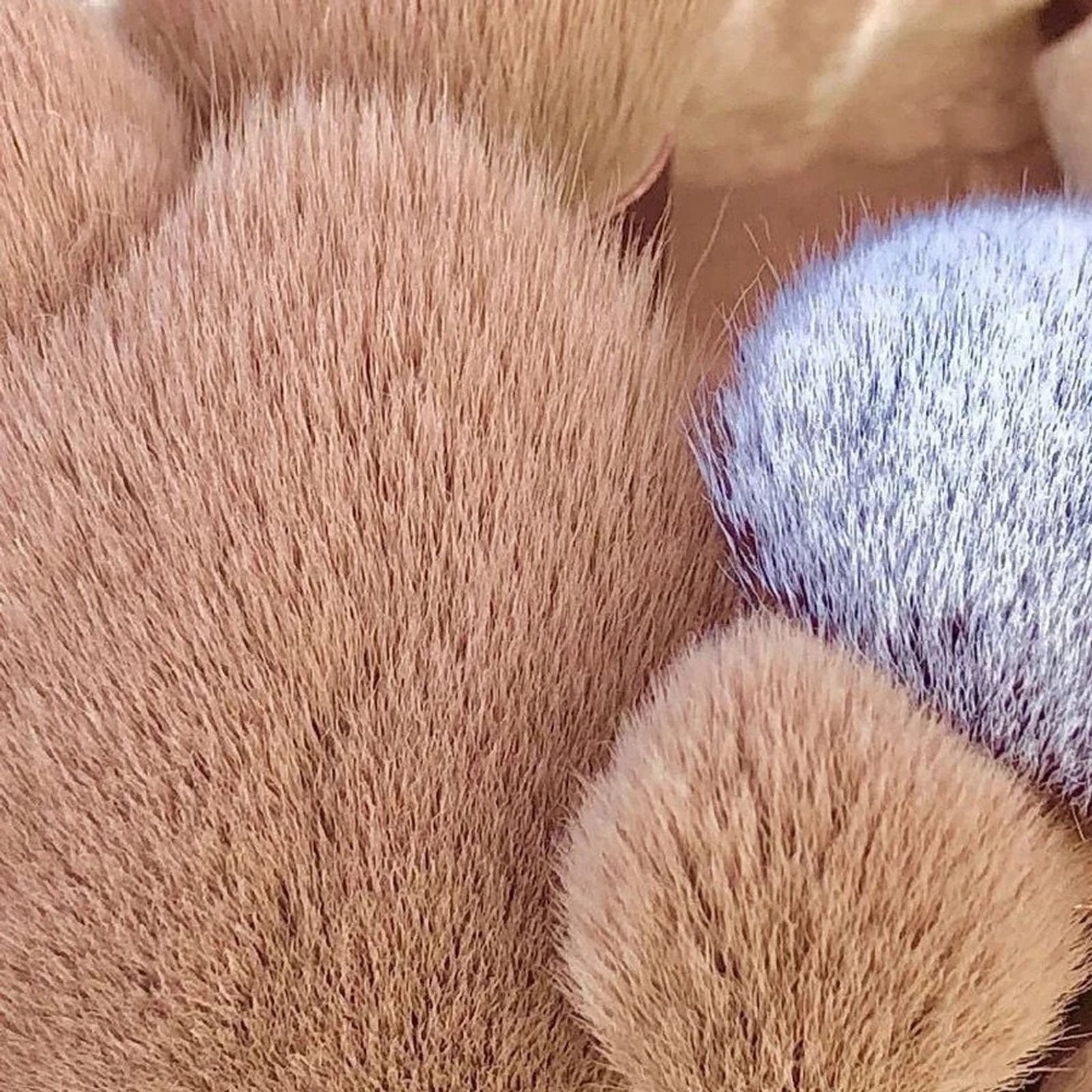 13-Piece Makeup Brush Set for Women